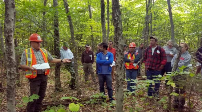 Beech trees are booming in New England. Here’s why that’s a bad thing.
