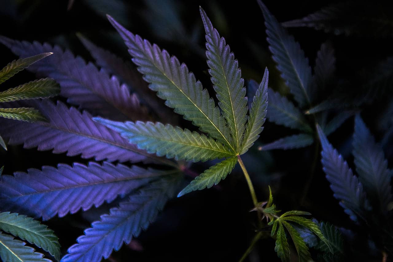 Marijuana Stocks Could Be a Buzzkill