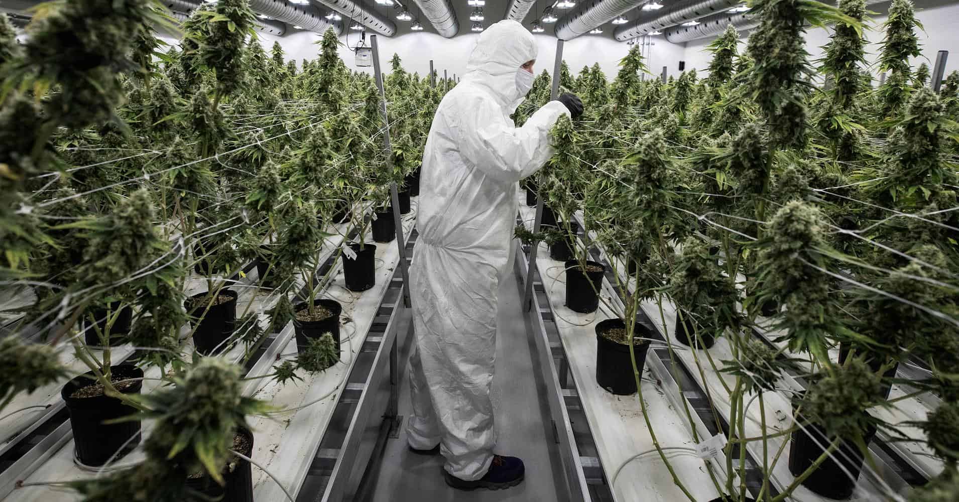 You could make $70,000 right out of college with a degree in marijuana studies