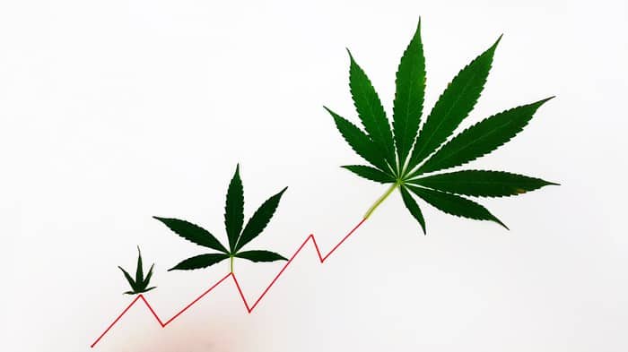 3 Hottest Marijuana Stocks in January — Are They Buys Now?