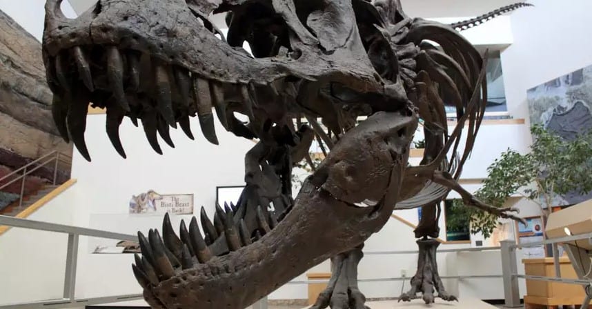 Snapshot of Extinction: Fossils Show Day of Killer Asteroid