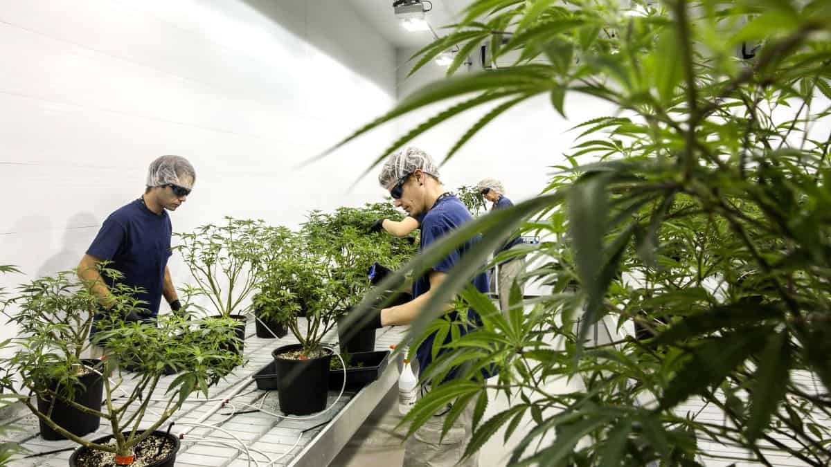 Pot stocks are soaring and the cannabis industry is poised for ‘tons of growth’