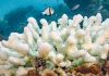 Underwater Loudspeakers Make Fish Flock to Dead Coral in Radical Experiment