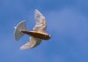 SCIENTISTS MADE A DRONE FLY BETTER USING REAL PIGEON FEATHERS