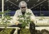 Canada’s Aurora Cannabis surges after making a CBD deal to enter the lucrative U.S. market