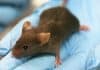 How a theoretical mouse could crack the stock market
