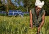 Farmers in India cut their carbon footprint with trees and solar power