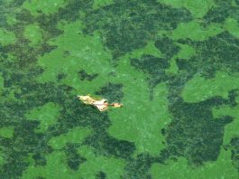 Cyanobacteria efficiently extract rare earths from mine wastewater