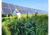 Researchers seek to make solar energy and agricultural production more compatible with agrivoltaics