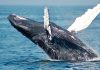 Prescient Bitcoin Whale Moves $244M in BTC to Crypto Exchange. Has BTC Price Topped?