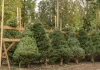 Christmas tree prices making this year’s holiday more costly