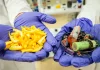 Scientists Make Breakthrough In Recycling Lithium Batteries Using Fruit Peels: ‘These Findings Build On Our Existing Body Of Work’