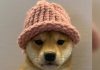Dogwifhat Becomes Third-Largest Meme Coin as Bitcoin Clings to $70K