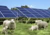 Japan megabank to use solar panels on sheep farm to shave emissions