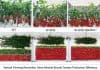 Editing Green Revolution genes to boost tomato production efficiency for vertical farming