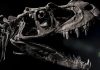 A Fossil Just Sold for $30.5 Million—Why This Dinosaur Is Worth More Than Gold